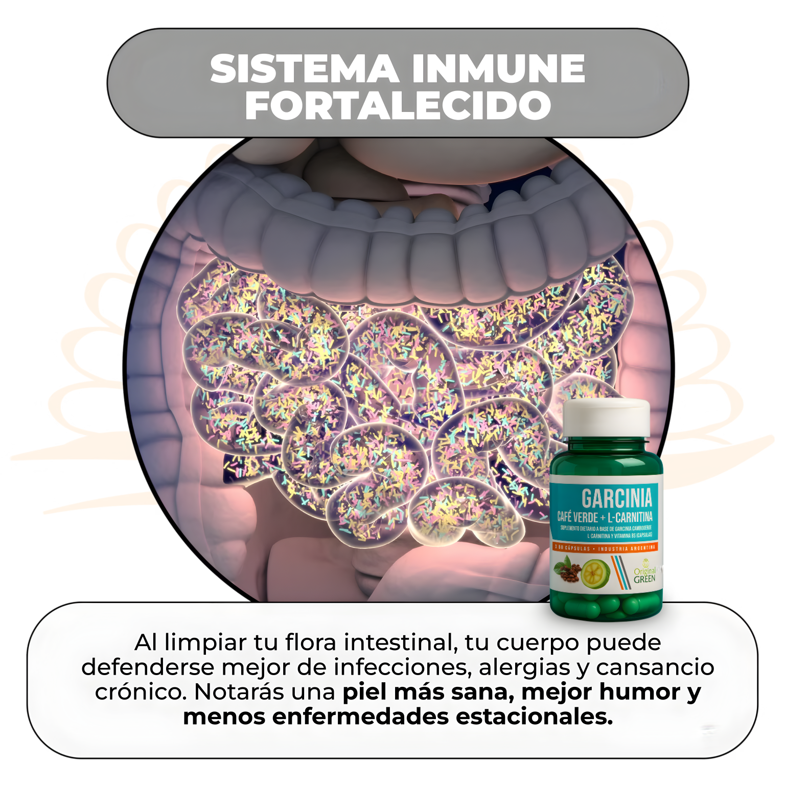 Garcinia - Café Verde + L-Carnitina Quema Grasa, Aumenta la Energía y Controla el Apetito de Forma Natural