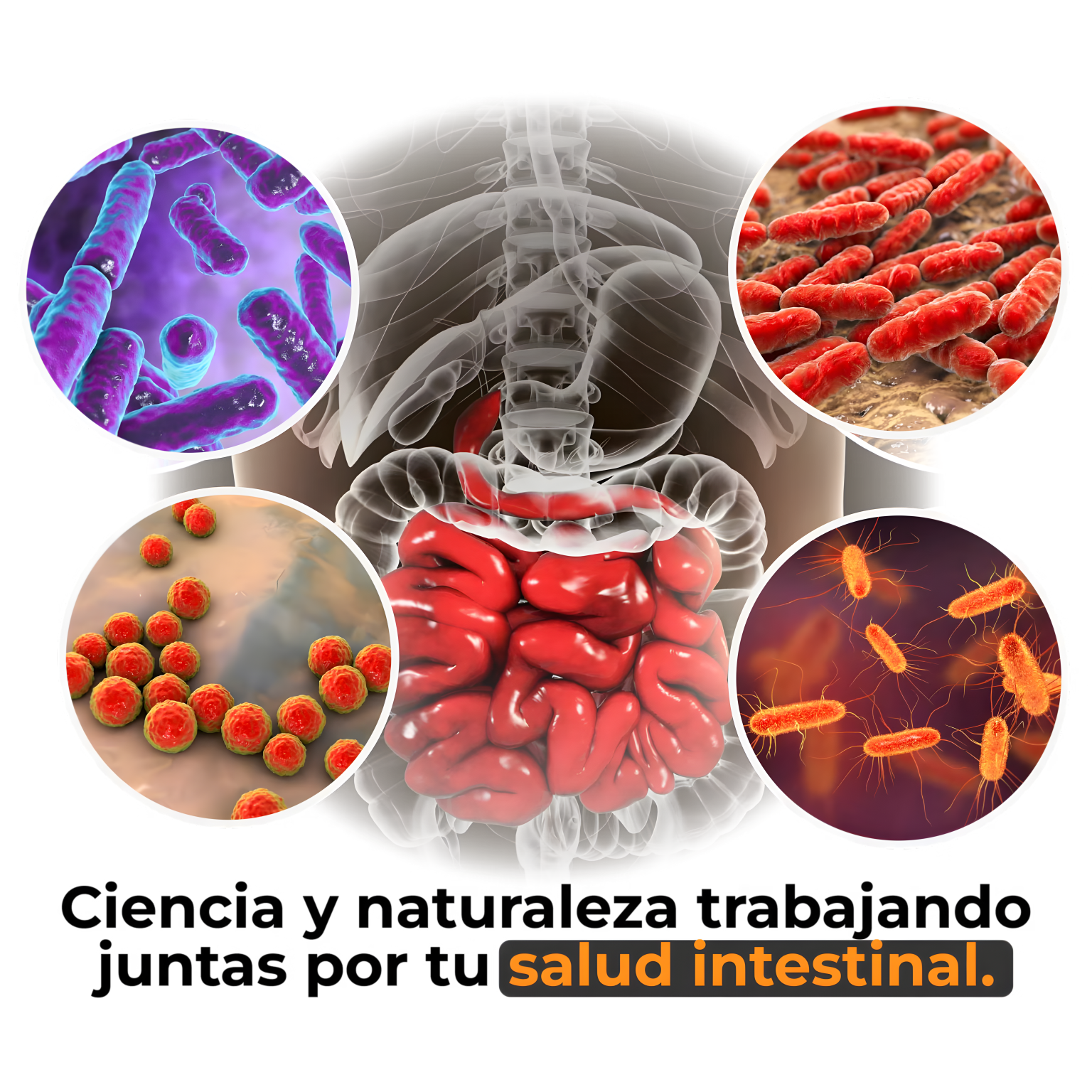 Garcinia - Café Verde + L-Carnitina Quema Grasa, Aumenta la Energía y Controla el Apetito de Forma Natural