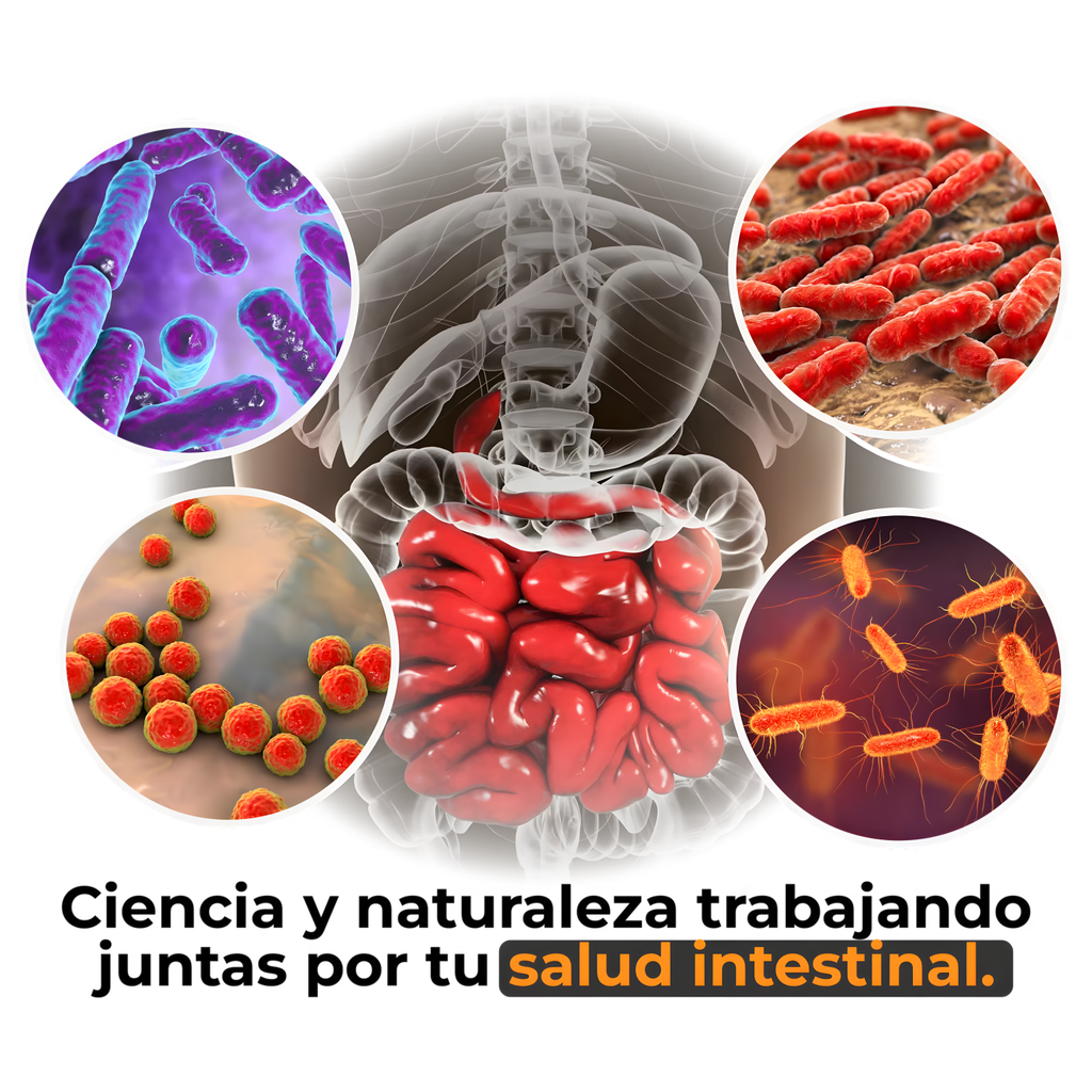 Garcinia - Café Verde + L-Carnitina Quema Grasa, Aumenta la Energía y Controla el Apetito de Forma Natural