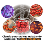 Garcinia - Café Verde + L-Carnitina Quema Grasa, Aumenta la Energía y Controla el Apetito de Forma Natural